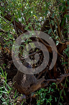 wildlife at lake Manyara in Tanzania