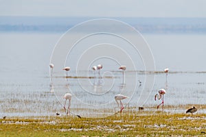 wildlife at lake Manyara in Tanzania