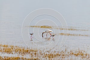 wildlife at lake Manyara in Tanzania