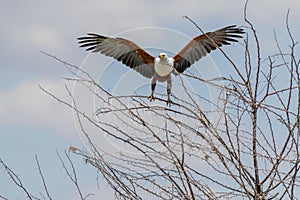 wildlife at lake Manyara in Tanzania