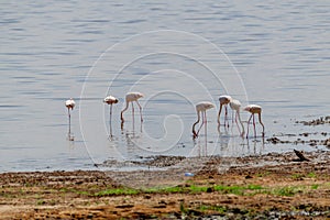 wildlife at lake Manyara in Tanzania