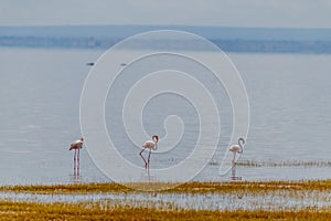 wildlife at lake Manyara in Tanzania