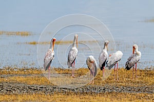 wildlife at lake Manyara in Tanzania