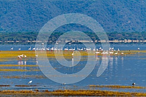 wildlife at lake Manyara in Tanzania