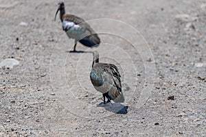 wildlife at lake Manyara in Tanzania