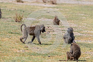 wildlife at lake Manyara in Tanzania