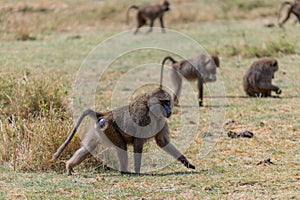 wildlife at lake Manyara in Tanzania