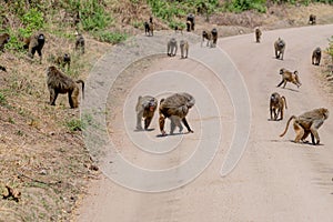 wildlife at lake Manyara in Tanzania