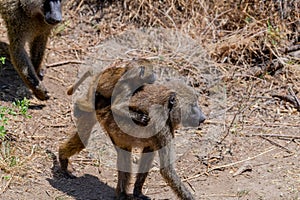 wildlife at lake Manyara in Tanzania