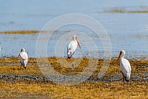 wildlife at lake Manyara in Tanzania