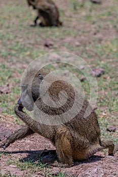 wildlife at lake Manyara in Tanzania