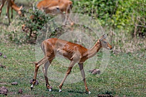 wildlife at lake Manyara in Tanzania