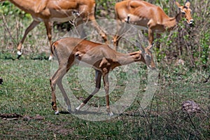 wildlife at lake Manyara in Tanzania