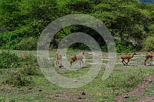 wildlife at lake Manyara in Tanzania