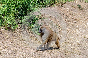 wildlife at lake Manyara in Tanzania