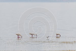 wildlife at lake Manyara in Tanzania