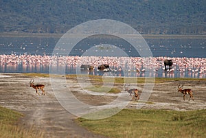 Wildlife On Lake Nakuru