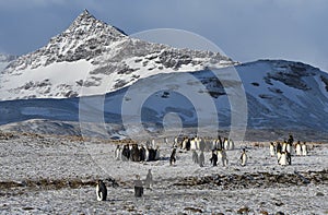 Wildlife and landscapes of South Georgia