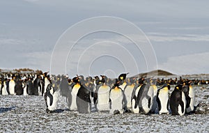 Wildlife and landscapes of South Georgia