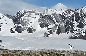 Wildlife and landscapes of South Georgia