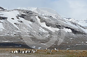 Wildlife and landscapes of South Georgia