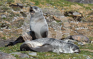 Wildlife and landscapes of South Georgia