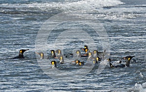 Wildlife and landscapes of South Georgia