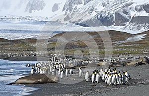 Wildlife and landscapes of South Georgia