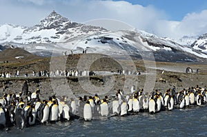 Wildlife and landscapes of South Georgia