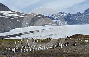 Wildlife and landscapes of South Georgia