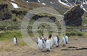 Wildlife and landscapes of South Georgia