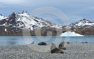 Wildlife and landscapes of South Georgia