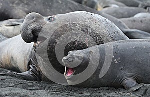 Wildlife and landscapes of South Georgia