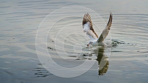 Wildlife of Larus Charadriiformes or White Seagull hunting on a sea, flies over the water has food in its beak and eating.