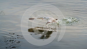 Wildlife of Larus Charadriiformes or White Seagull hunting on a sea, flies over the water has food in its beak and eating.