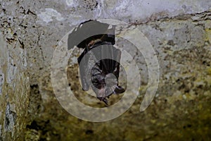 Wildlife: Leaf-Nosed Bats are seen hanging inside an ancient Mayan temple in Guatemala