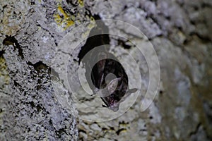 Wildlife: Leaf-Nosed Bats are seen hanging inside an ancient Mayan temple in Guatemala