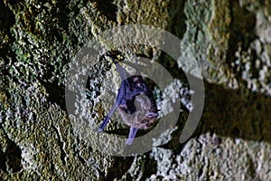 Wildlife: Leaf-Nosed Bats are seen hanging inside an ancient Mayan temple in Guatemala photo