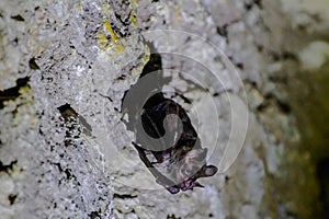 Wildlife: Leaf-Nosed Bats are seen hanging inside an ancient Mayan temple in Guatemala photo