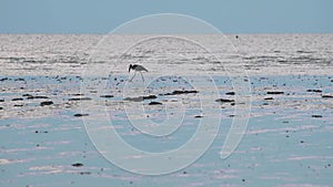 Wildlife Lesser Adjutant Stork bird walking and feeding finding food on low tide wetland muddy swamp beach in Malaysia