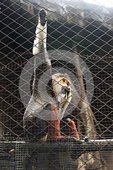 Wildlife Life. Pygathrix nemaeus caged monkey chewing a pod