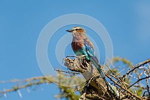 Wildlife - Lilac-Breasted Roller