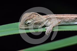 Wildlife lizard