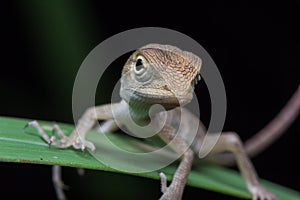 Wildlife lizard