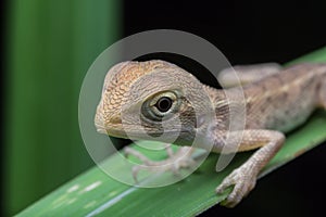 Wildlife lizard