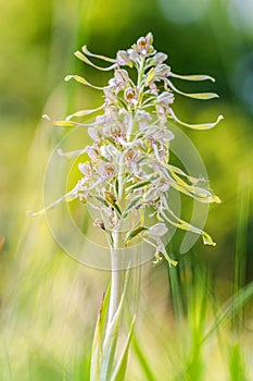 Wildlife Lizard Orchid