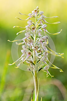 Wildlife Lizard Orchid