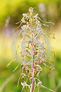 Wildlife Lizard Orchid