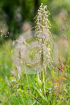 Wildlife Lizard Orchid