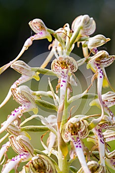 Wildlife Lizard Orchid